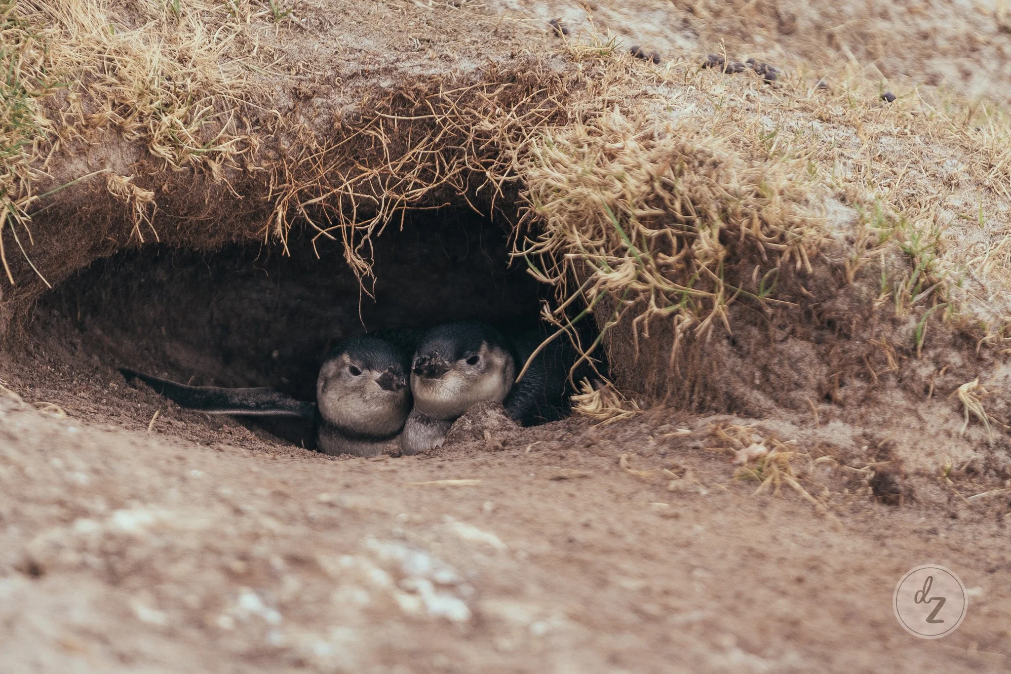 dave-zaple-antarctic-expedition-photography-magellanic-chicks-in-burrow.jpg