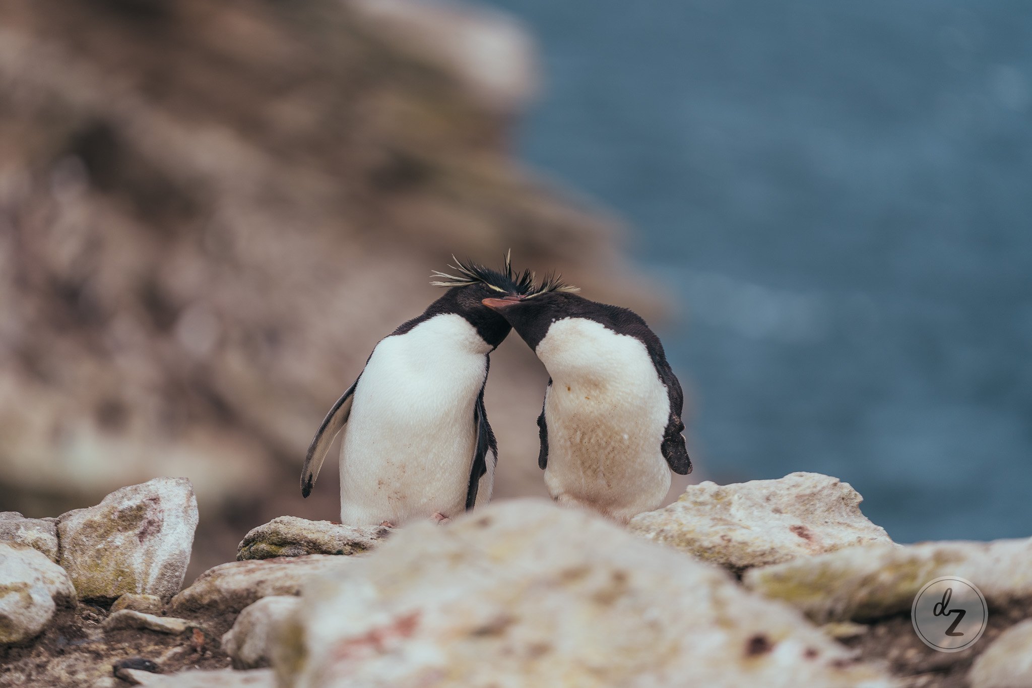 dave-zaple-antarctic-expedition-photography-rockhopper-penguins.jpg