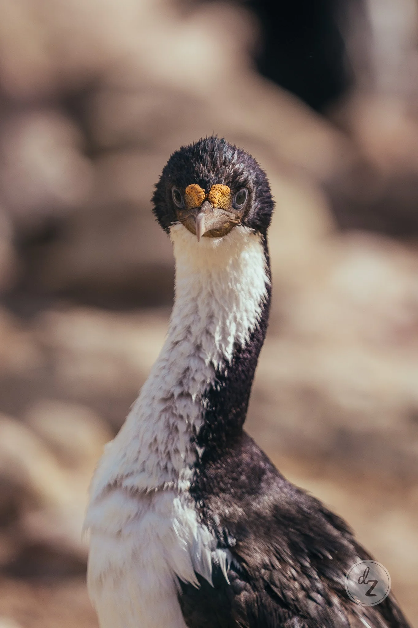 dave-zaple-antarctic-expedition-photography-cormorant.jpg
