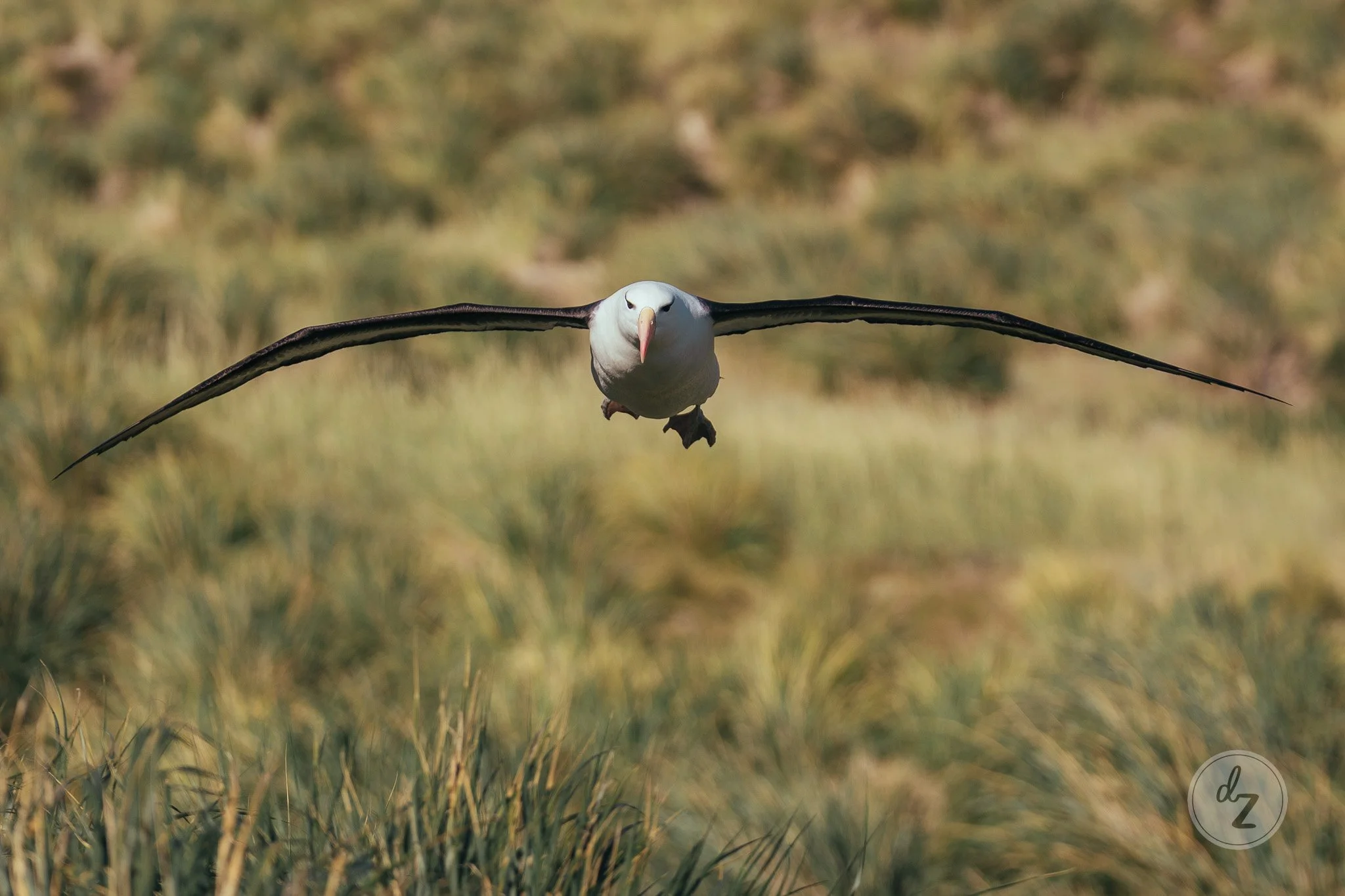 dave-zaple-antarctic-expedition-photography-brown-browed-albatross-flight.jpg