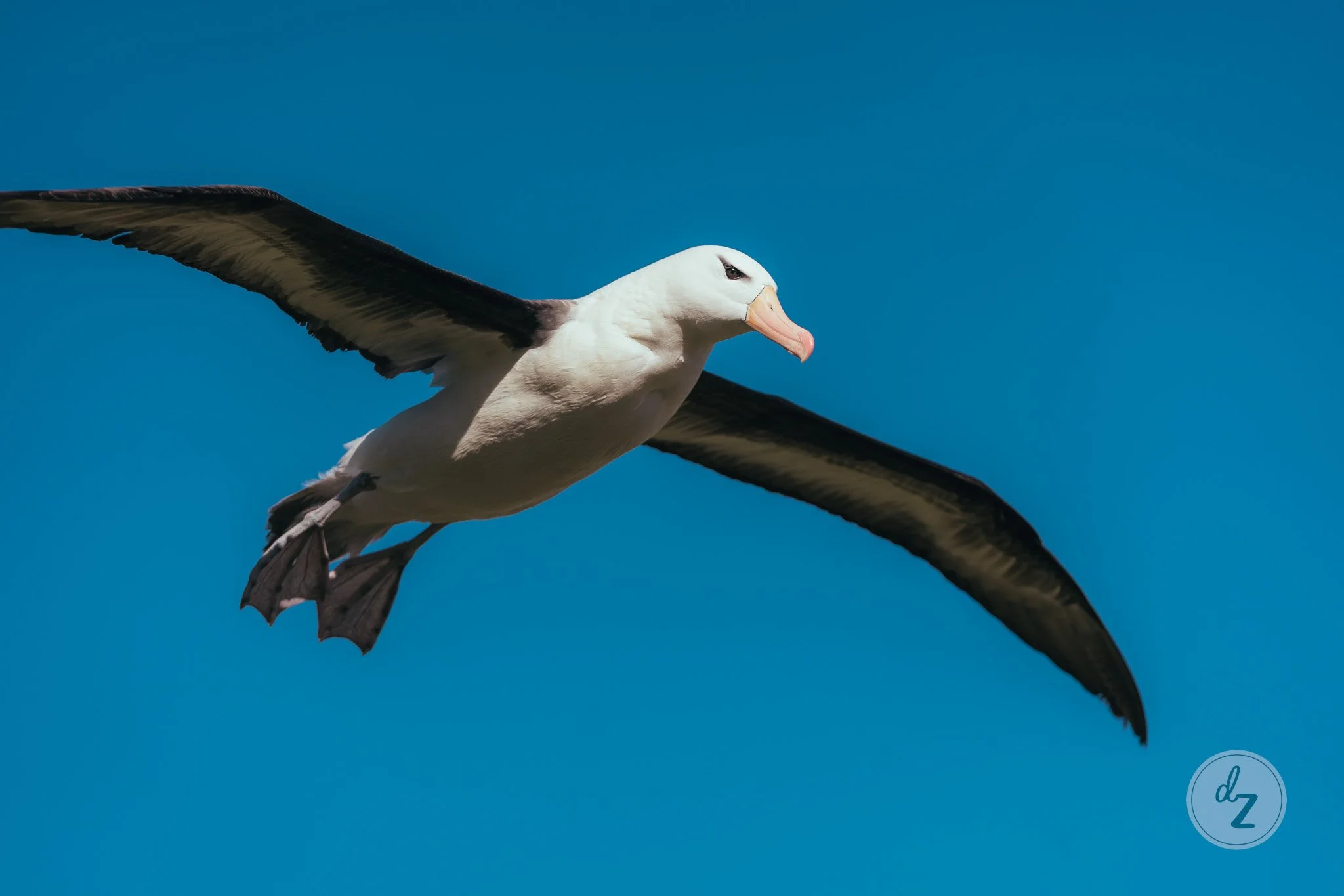 dave-zaple-antarctic-expedition-photography-albatross-in-flight.jpg