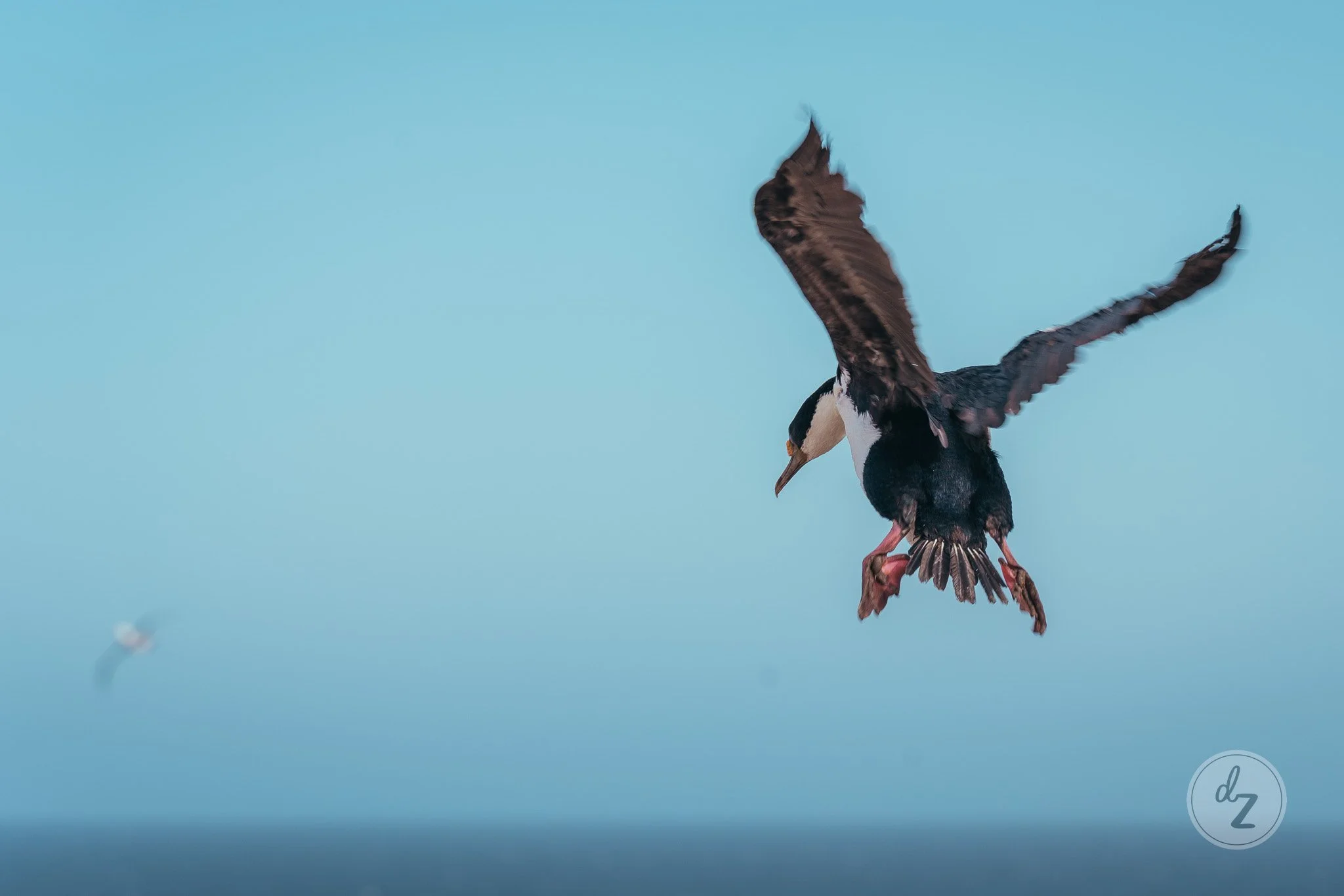 dave-zaple-antarctic-expedition-photography-cormorant-landing.jpg