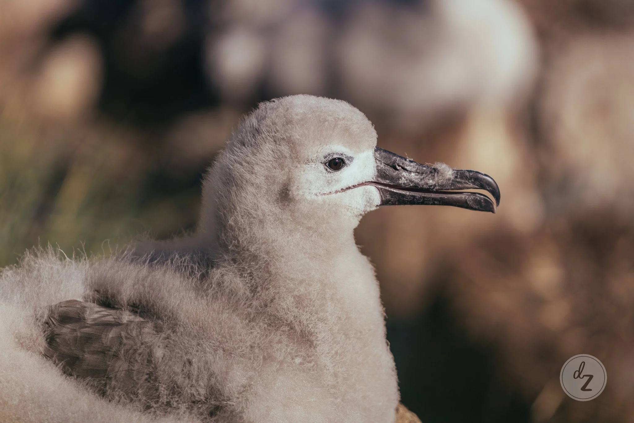dave-zaple-antarctic-expedition-photography-albatross-chick.jpg