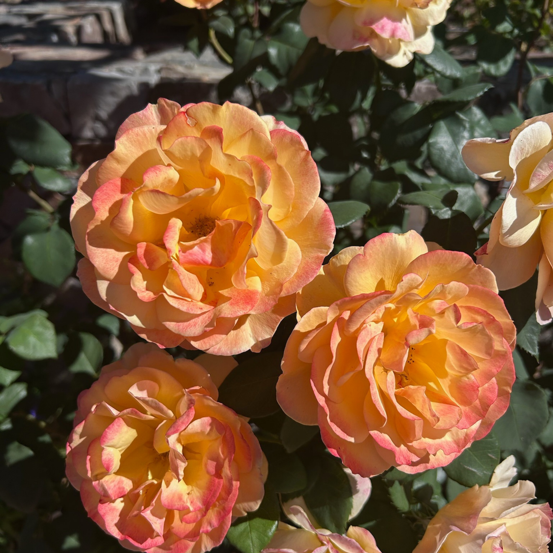 Practice the Pause: Colors