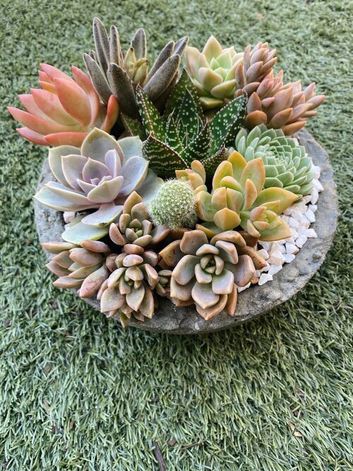 Perth Succulent Arrangement | Miller Rose Botanic