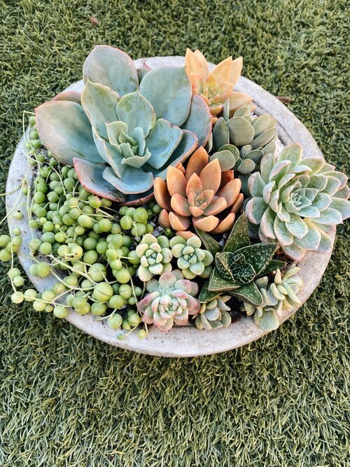 Perth Succulent Arrangement | Miller Rose Botanic