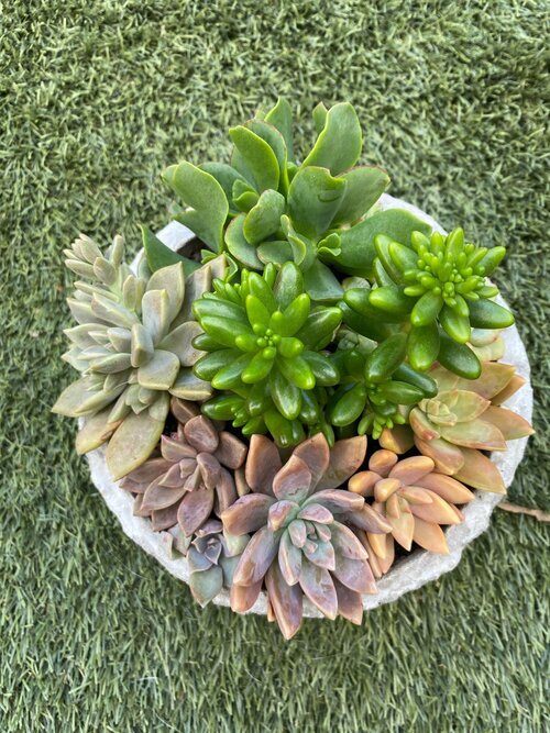 Perth Succulent Arrangement | Miller Rose Botanic