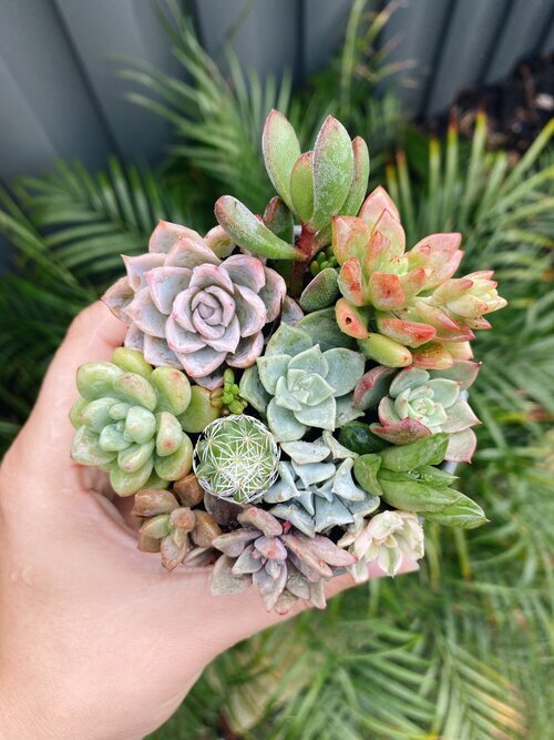 Perth Succulent Arrangement | Miller Rose Botanic