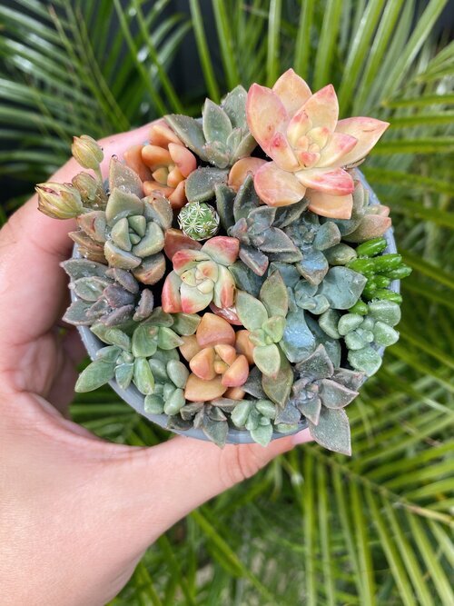 Perth Succulent Arrangement | Miller Rose Botanic