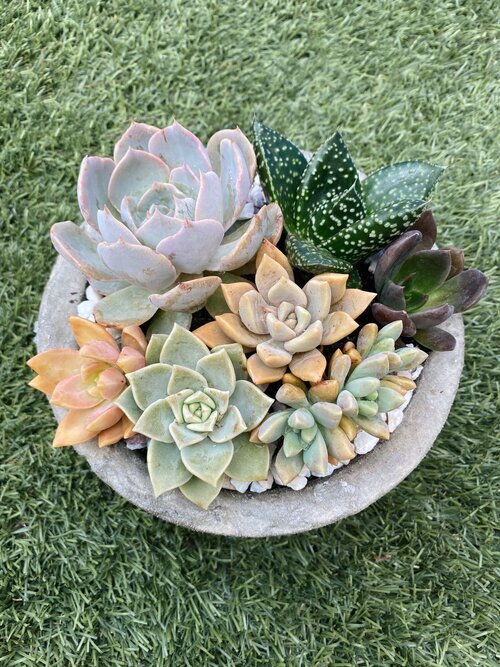 Perth Succulent Arrangement | Miller Rose Botanic