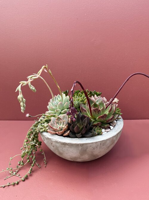 Perth Succulent Arrangement | Miller Rose Botanic