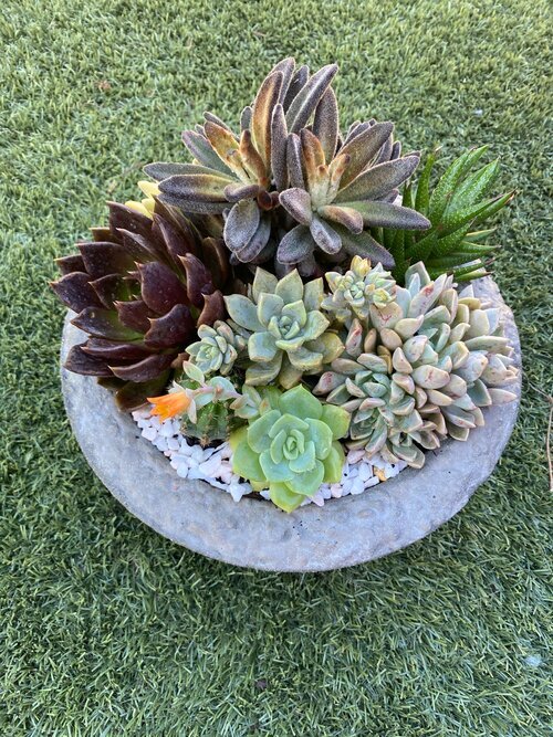 Perth Succulent Arrangement | Miller Rose Botanic