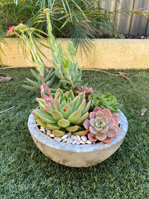 Perth Succulent Arrangement | Miller Rose Botanic