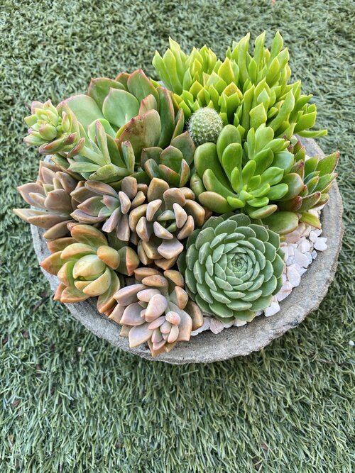 Perth Succulent Arrangement | Miller Rose Botanic