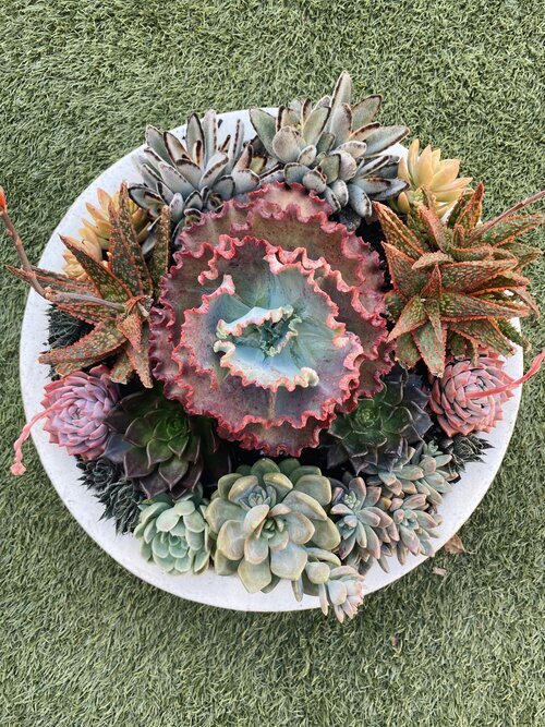 Perth Succulent Arrangement | Miller Rose Botanic