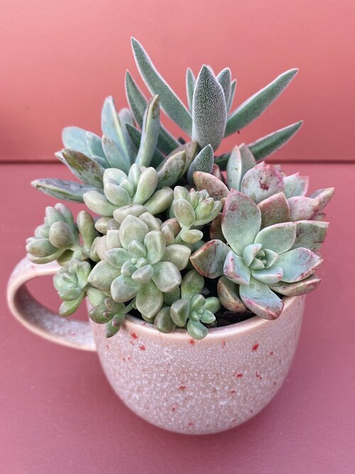 Perth Succulent Arrangement | Miller Rose Botanic