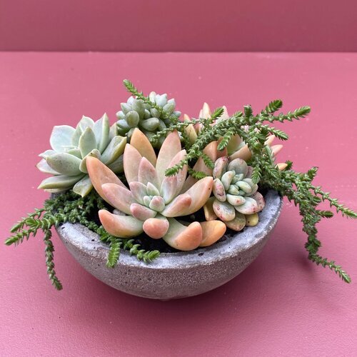 Perth Succulent Arrangement | Miller Rose Botanic