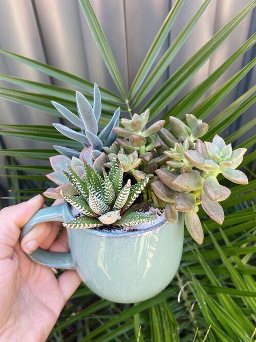 Perth Succulent Arrangement | Miller Rose Botanic