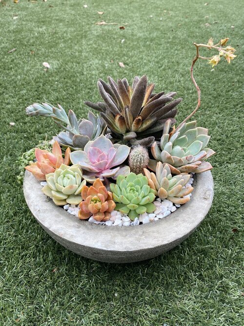 Perth Succulent Arrangement | Miller Rose Botanic