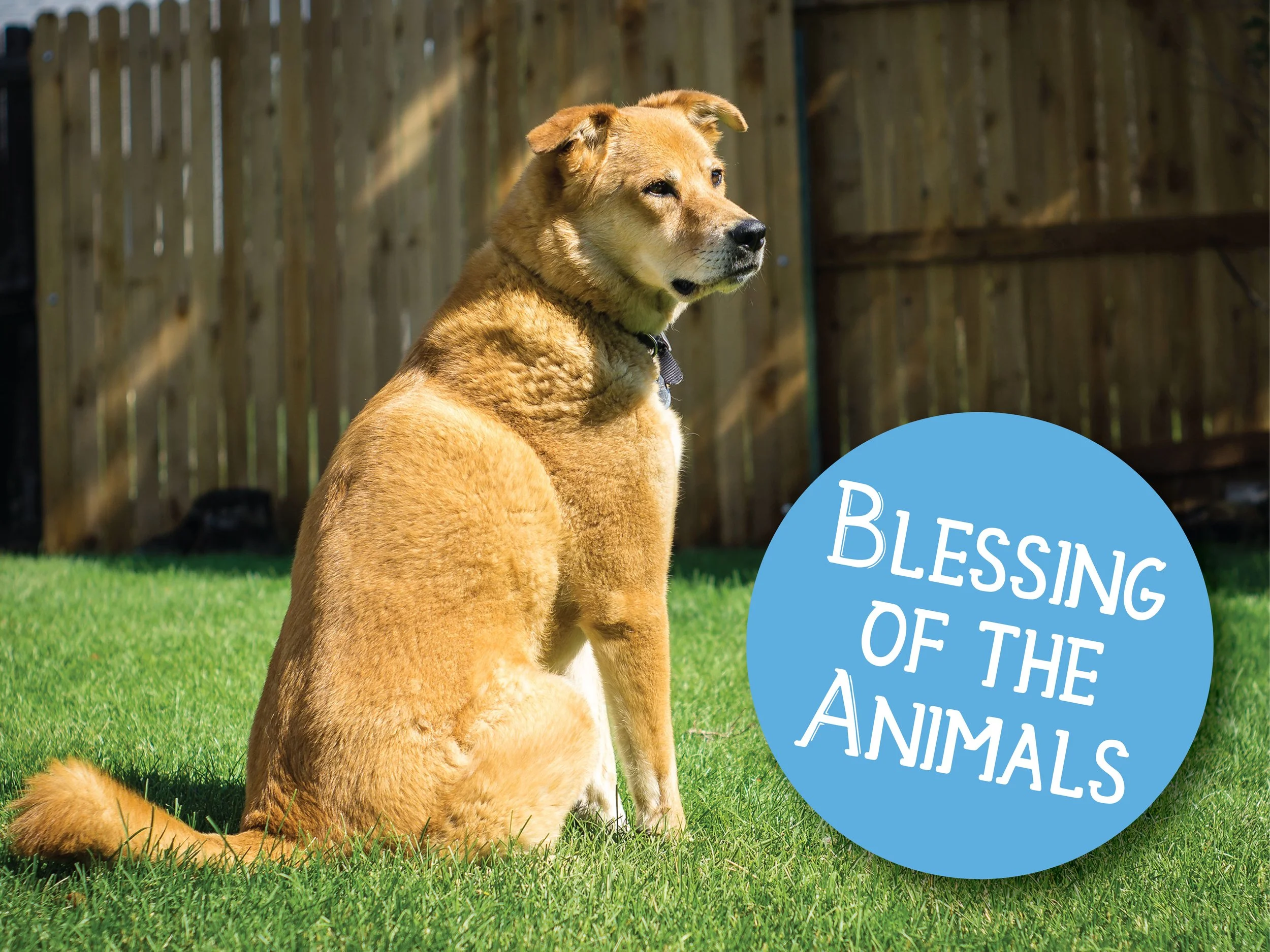 Blessing of the Animals