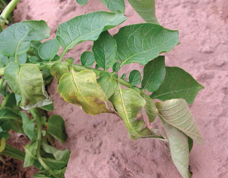 International experts visit Gippsland, Victoria growers