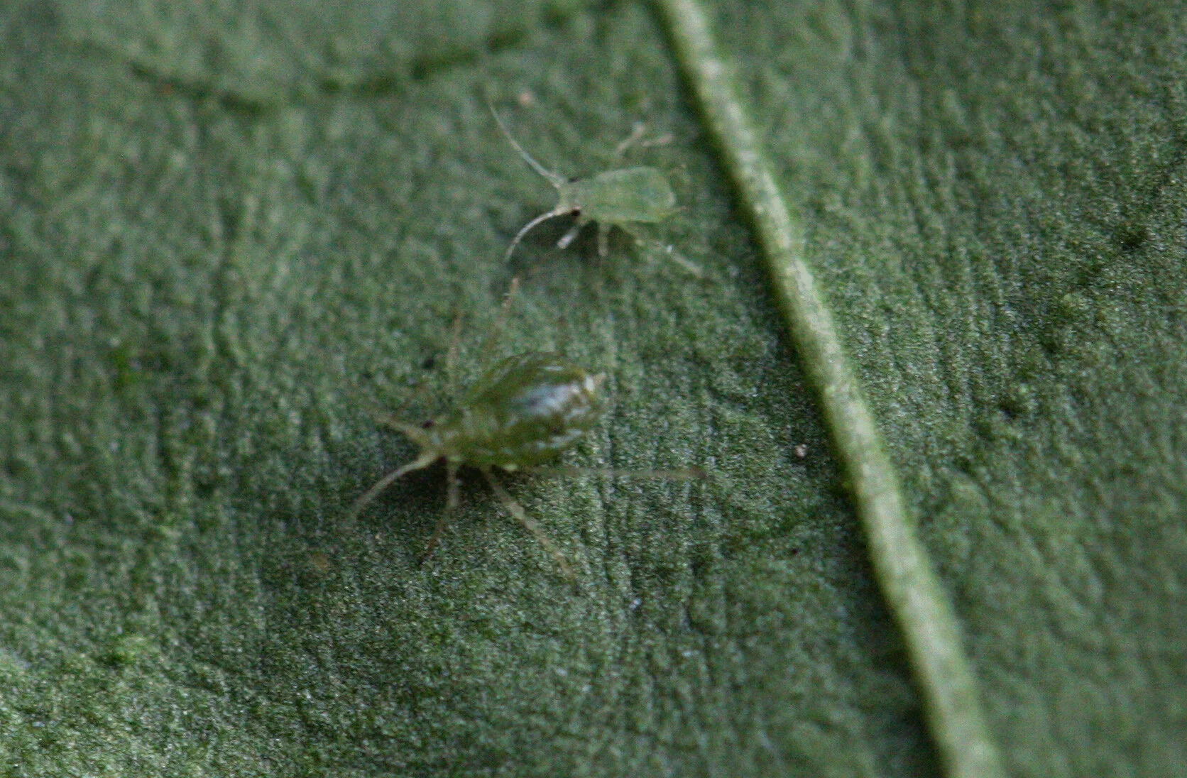 Integrated Pest Management in Potato Crops Workshop (South-west coast, WA)