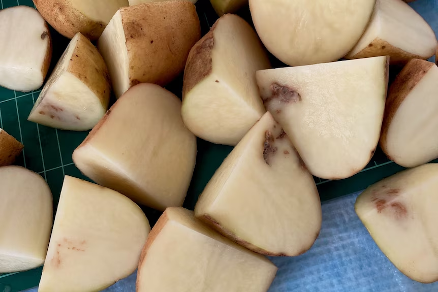 AUSVEG Webinar: Potato Mop-Top Virus in Tasmania