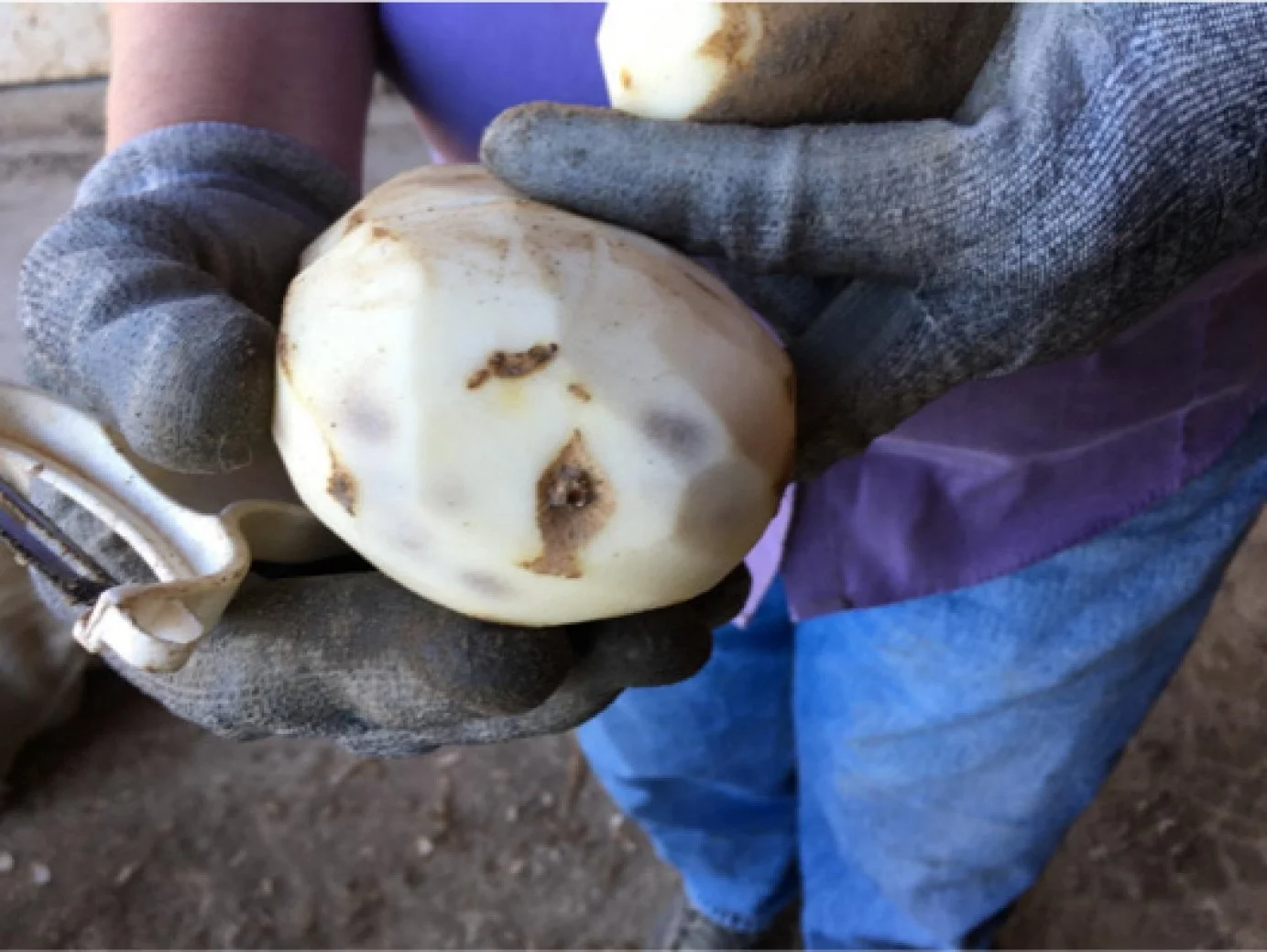 Bruising and storage: Insights from Professor Nora Olsen