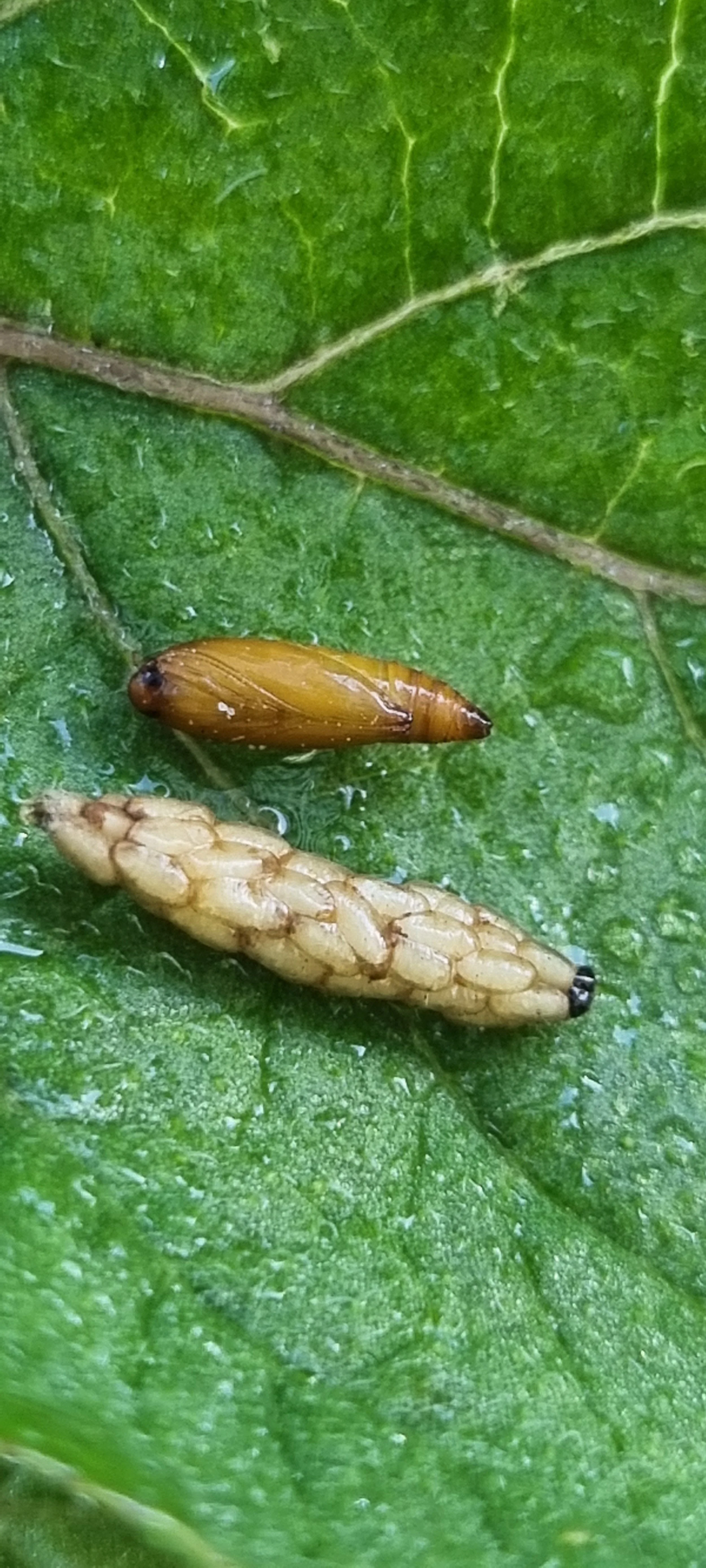 Integrated Pest Management in Potato Crops Workshop (North East, Tas)