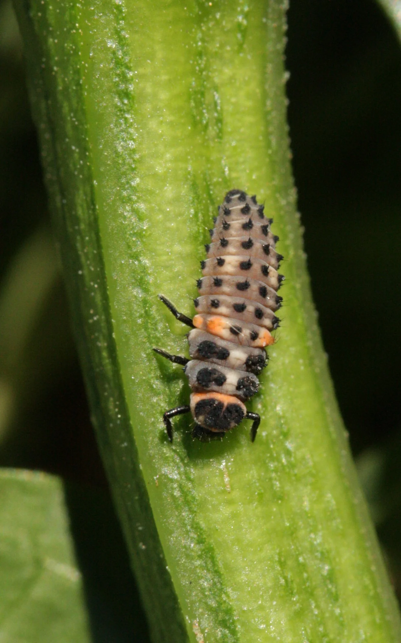 Integrated Pest Management in Potato Crops Workshop (North West, Tas)