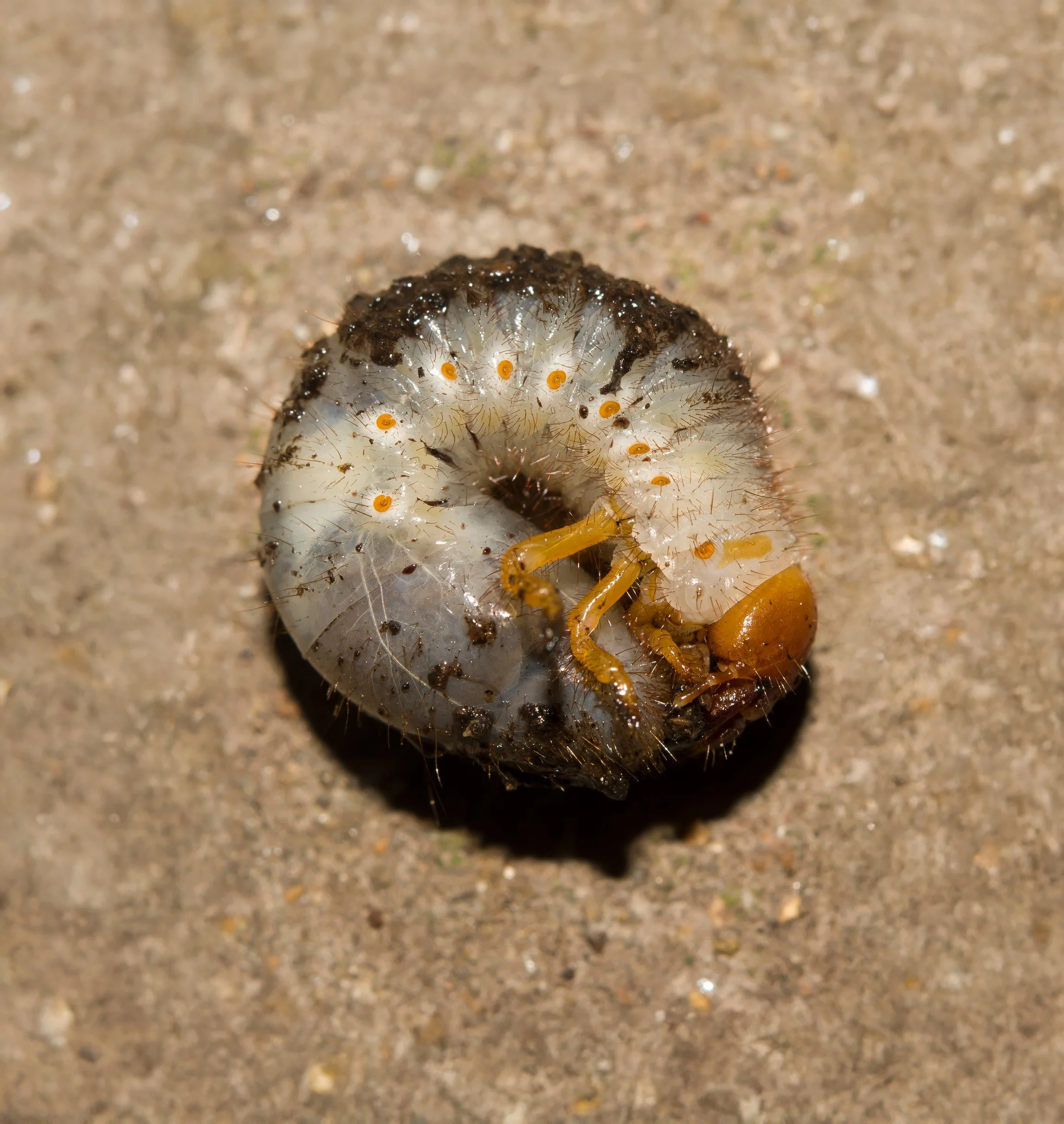 Ask the spud GP - What curl grub is that?