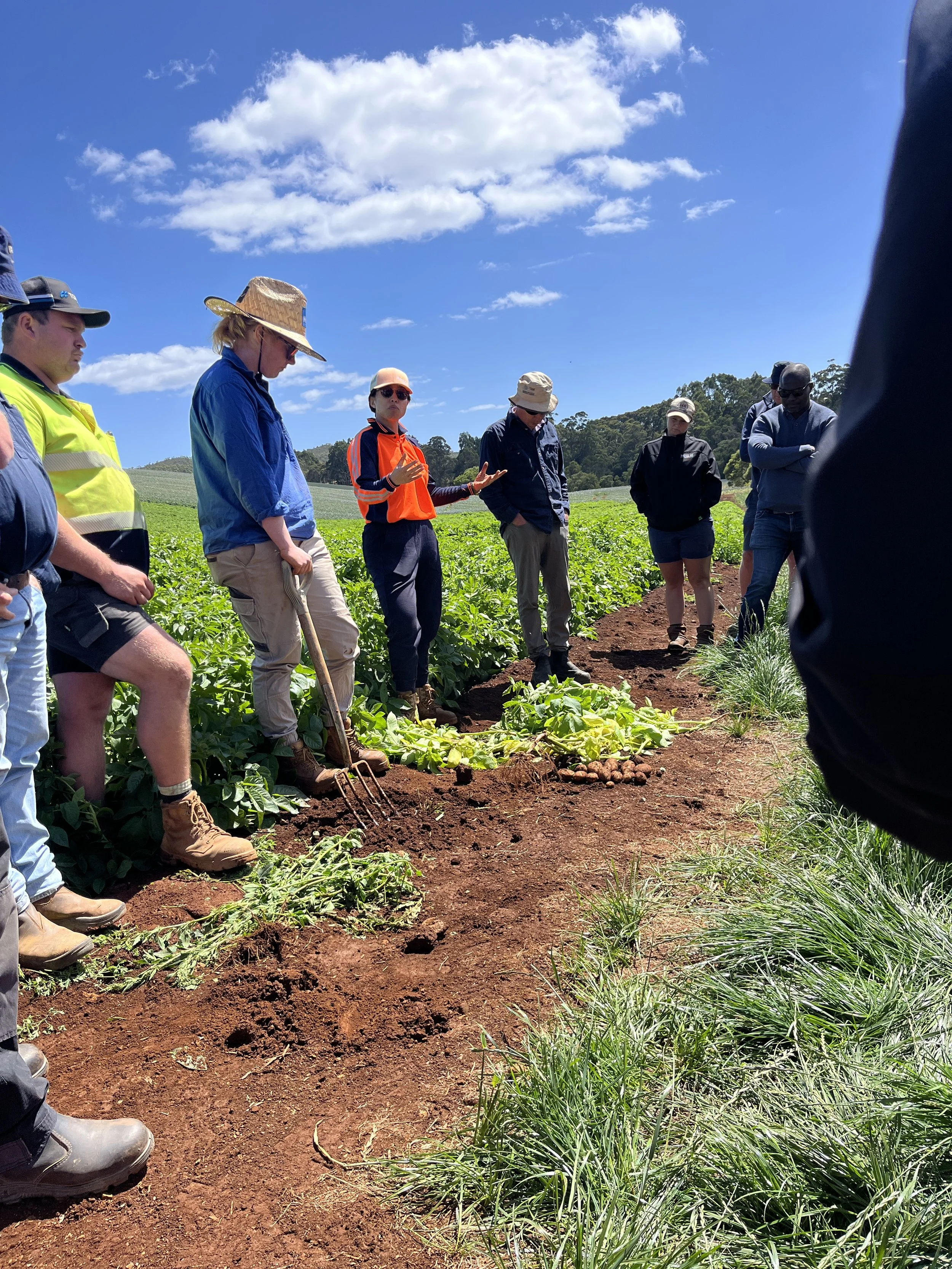 Advancing Potato Health: Updates from the National Integrated Disease Management Program