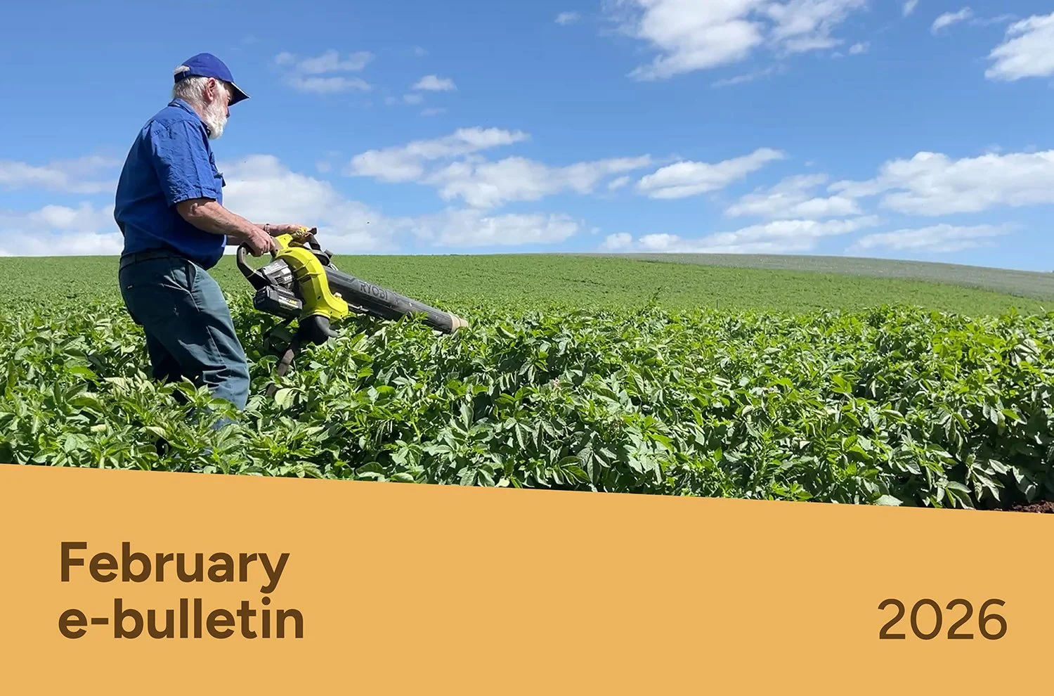 PotatoLink Bulletin February 2026