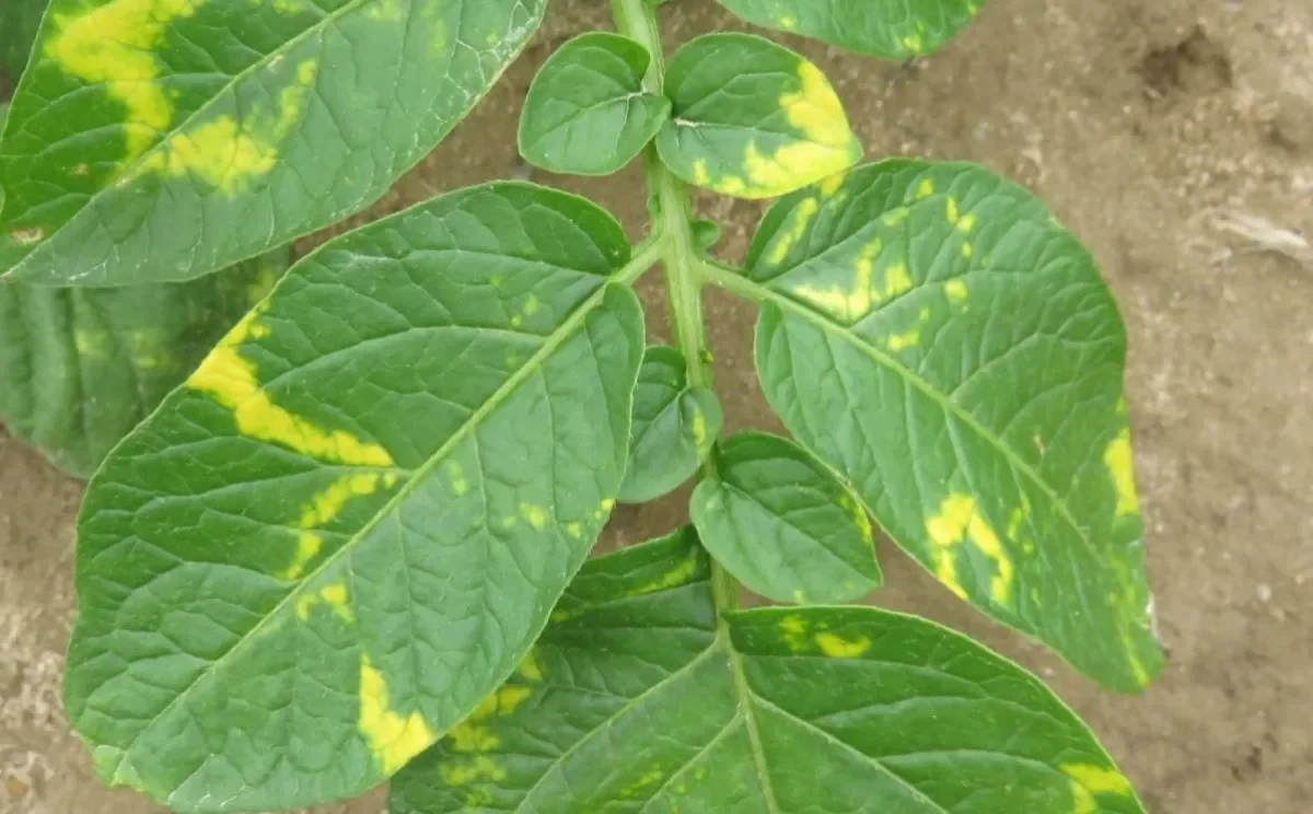 Potato mop-top virus: A new challenge for Australia