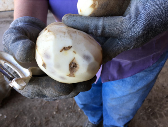 Bruising, storage and best pratice