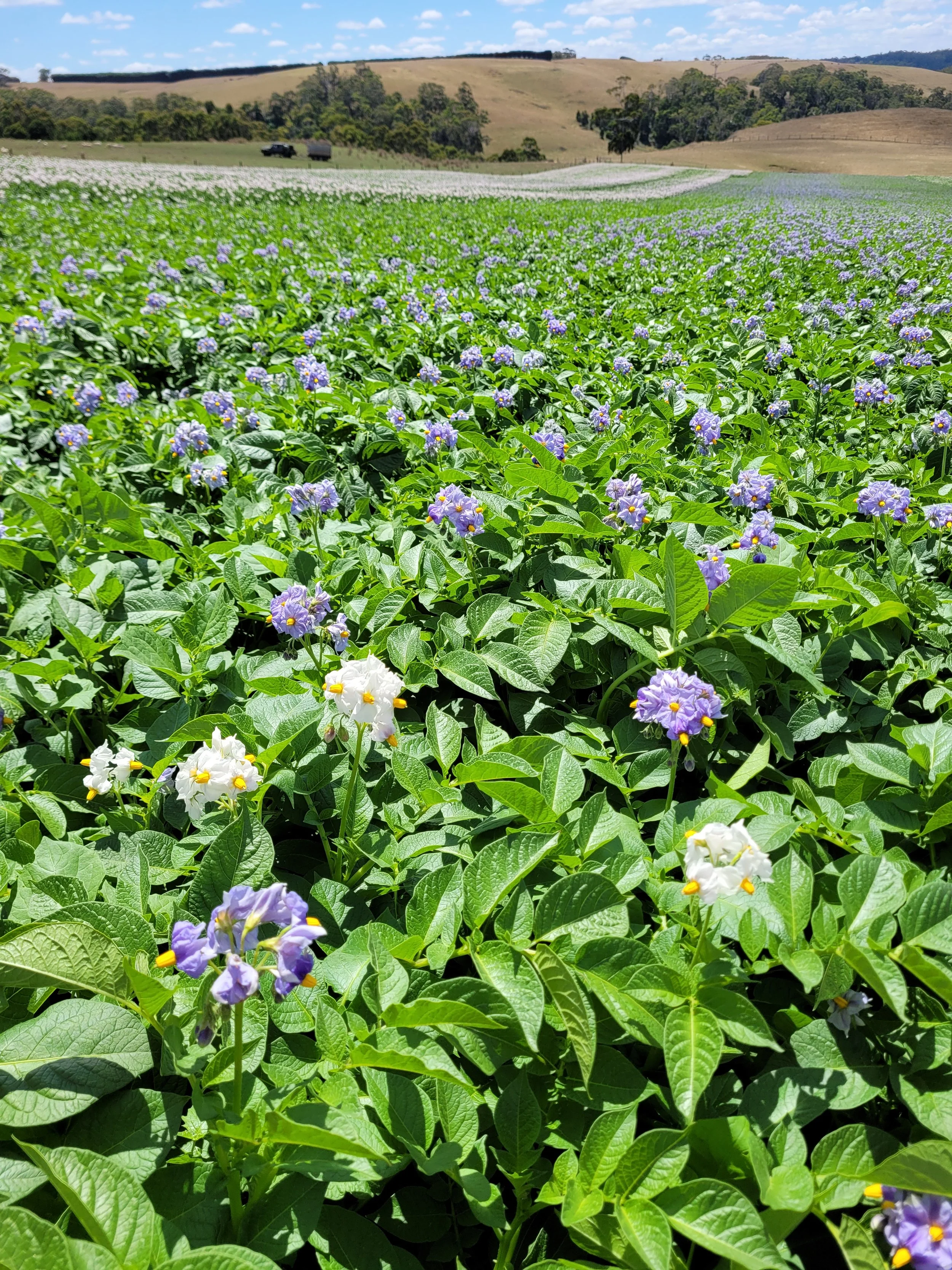 Latest from AuSPICA - Protecting variety purity: preventing mixes in seed potato lots