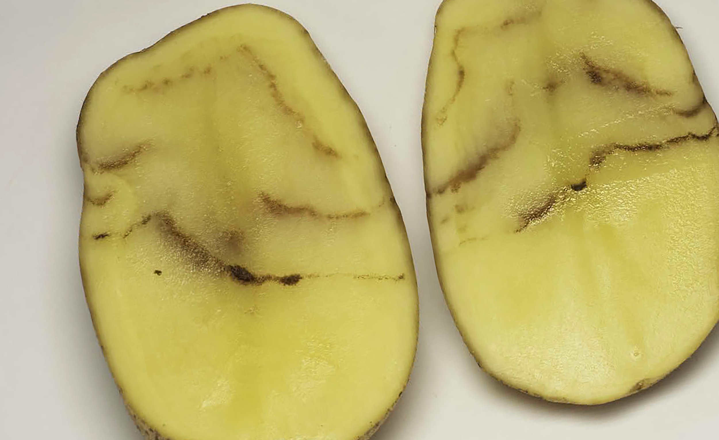 AUSVEG Webinar: How has Potato Mop-Top Virus impacted potato growing regions in the USA?