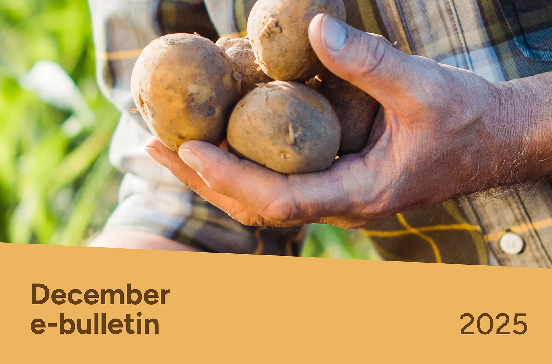 PotatoLink Bulletin December 2025