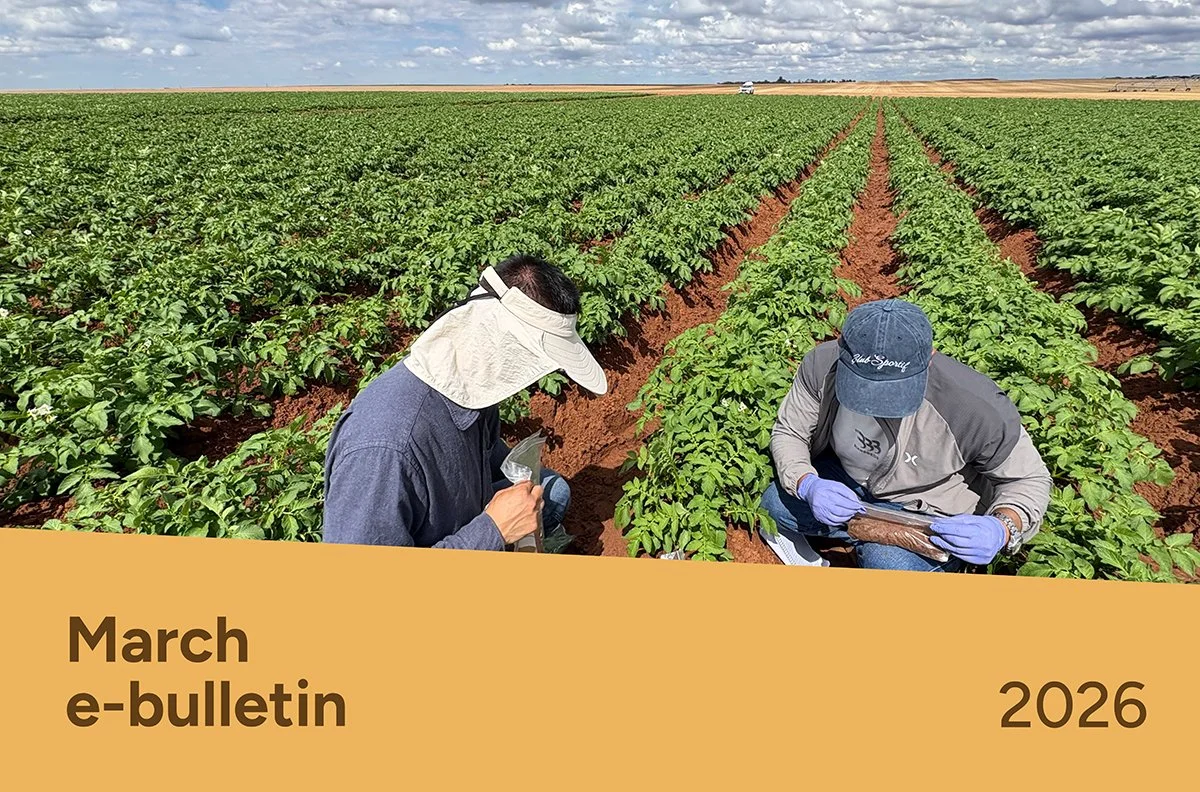 PotatoLink Bulletin March 2026