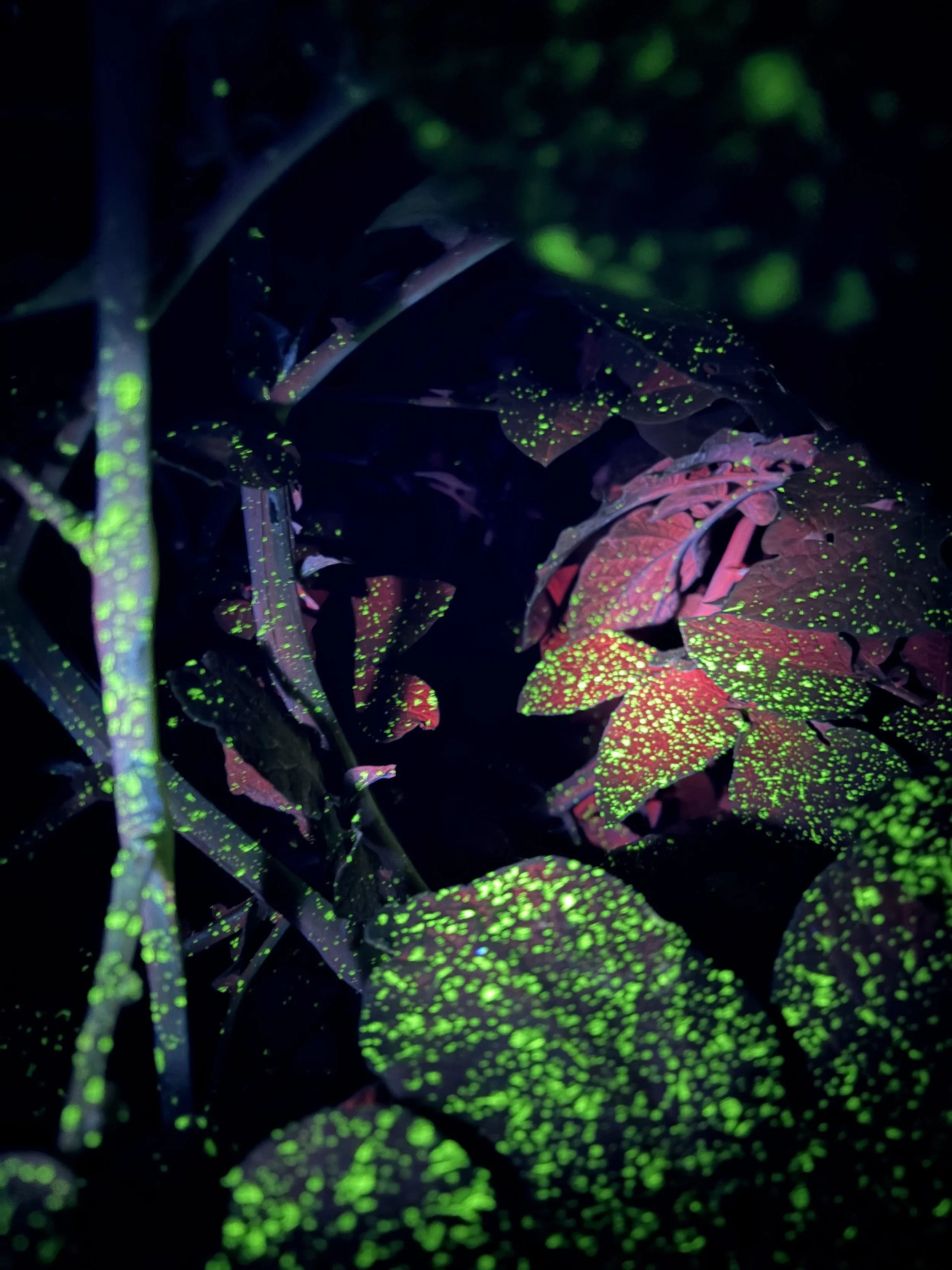 Lights, drone, action: Lessons in spray techniques