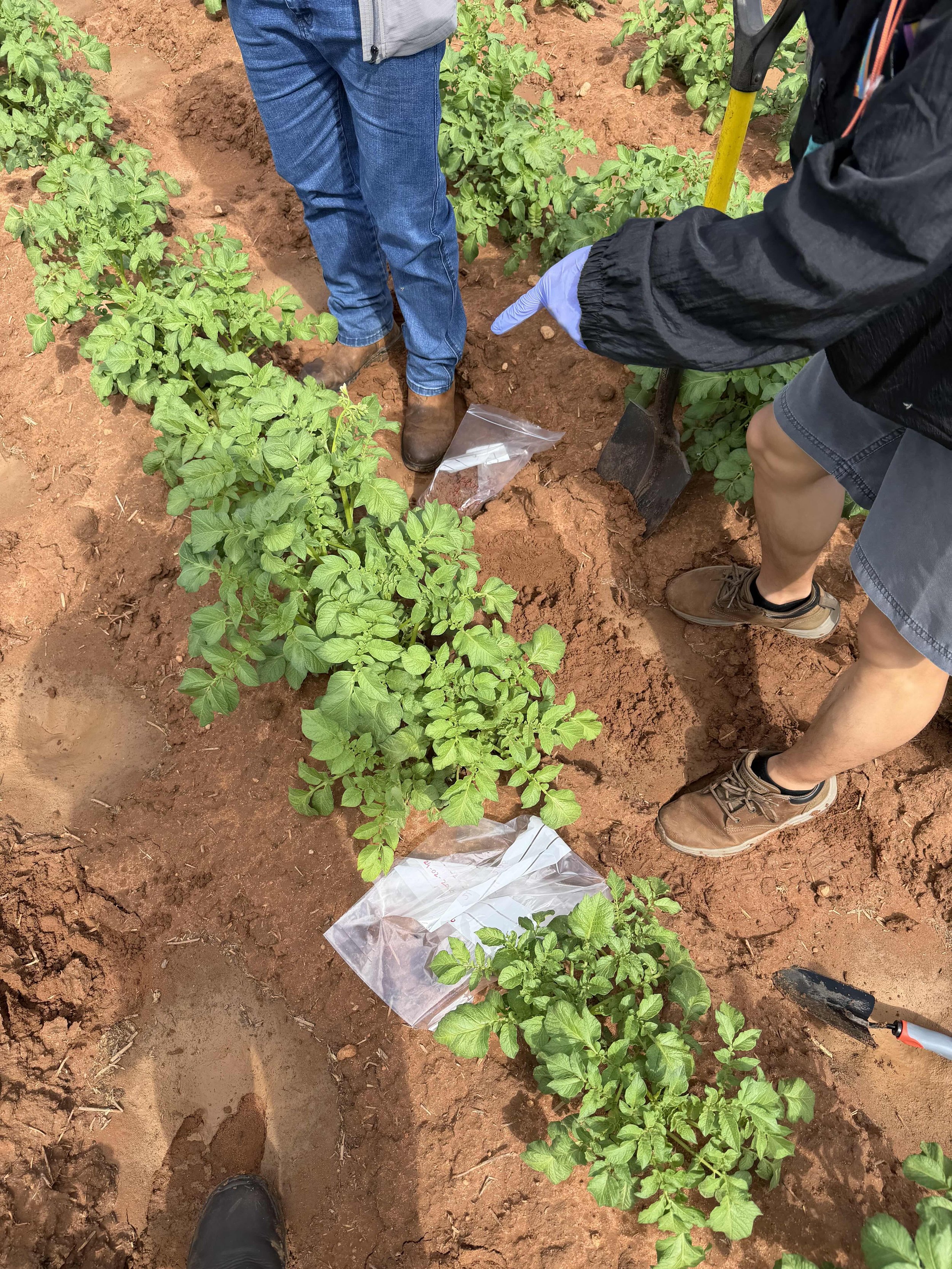 Mapping microbes across Australia: Growers needed for national sampling effort