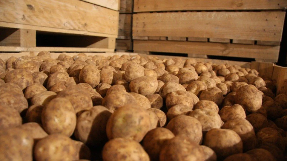 Getting seed right: Managing potato seed for optimal crop performance