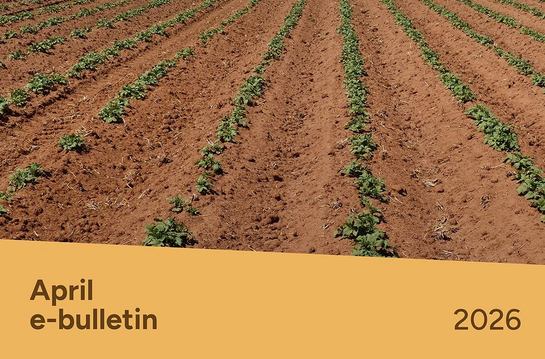 PotatoLink Bulletin April 2026