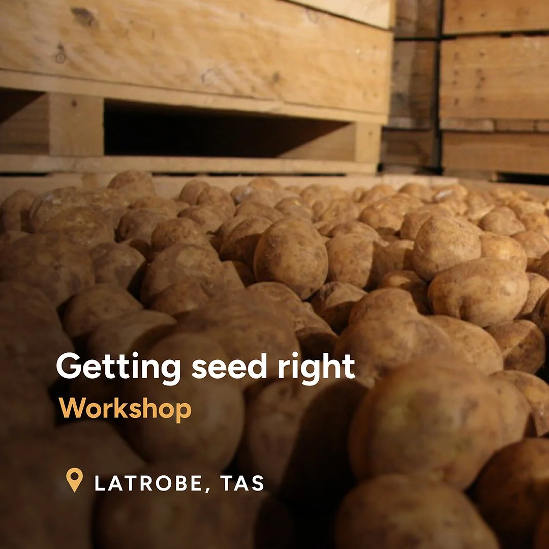 Getting seed right: Managing potato seed for optimal crop performance