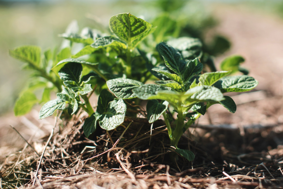 Australian Potato Integrated Disease Management Program