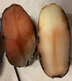 Pink Rot Management - Hort Innovation IDM Activities Update