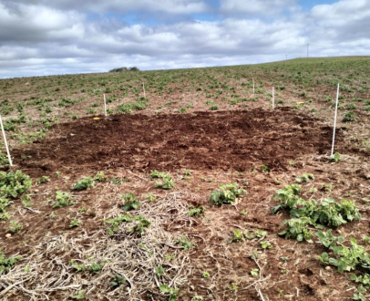 Impact of Potato Volunteers - Hort Innovation IDM Activities Update