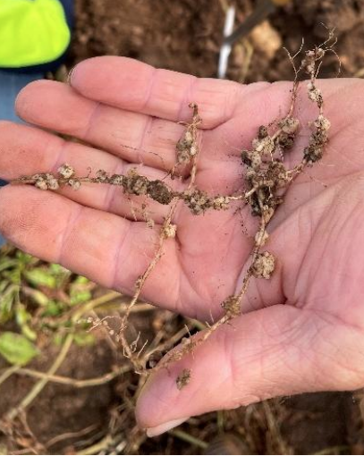 Powdery Scab Management - Hort Innovation IDM Activities Update