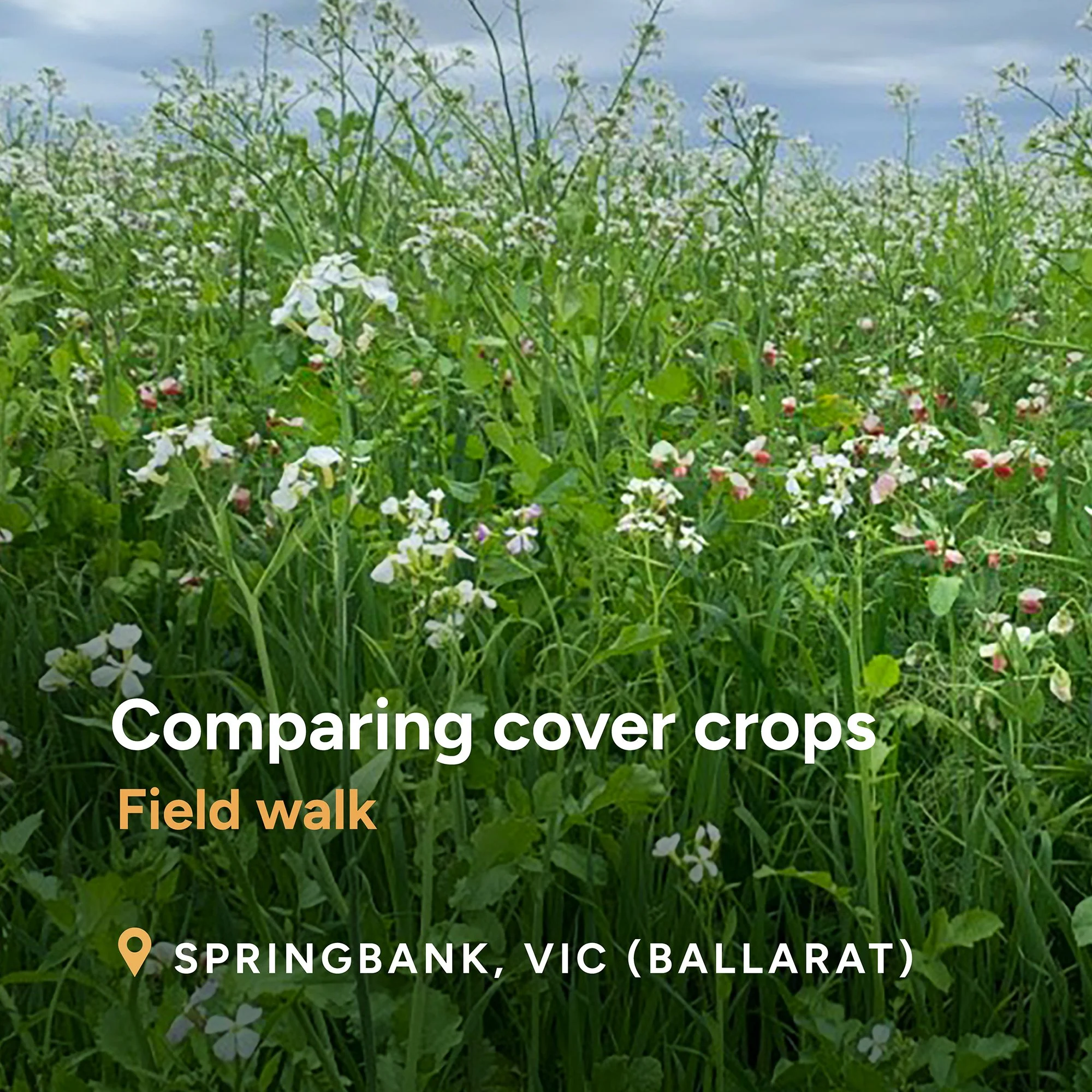 Comparing cover crops
