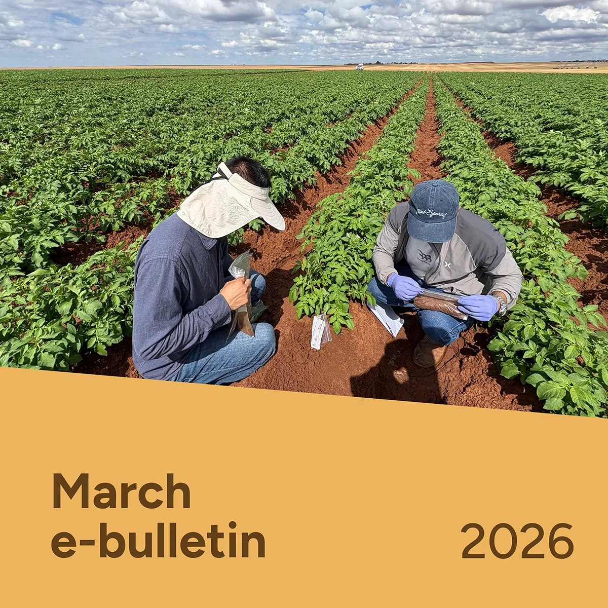 PotatoLink Bulletin March 2026
